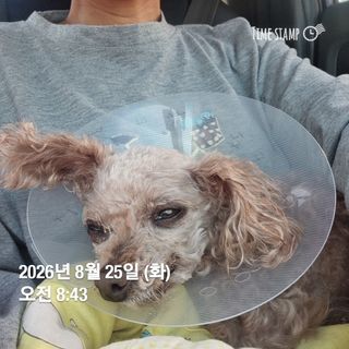 민들레님의 자유주제 · 자유게시판 작성글 사진