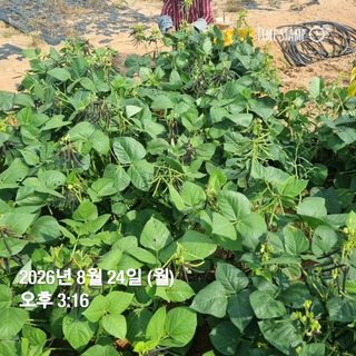 민들레님의 자유주제 · 자유게시판 작성글 사진
