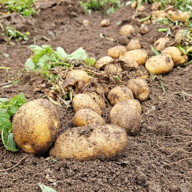 장터 상품 [산지직송 국내산 강원도 햇 감자 3kg 5kg 10kg 포슬포슬 감자 두백 수미] 썸네일