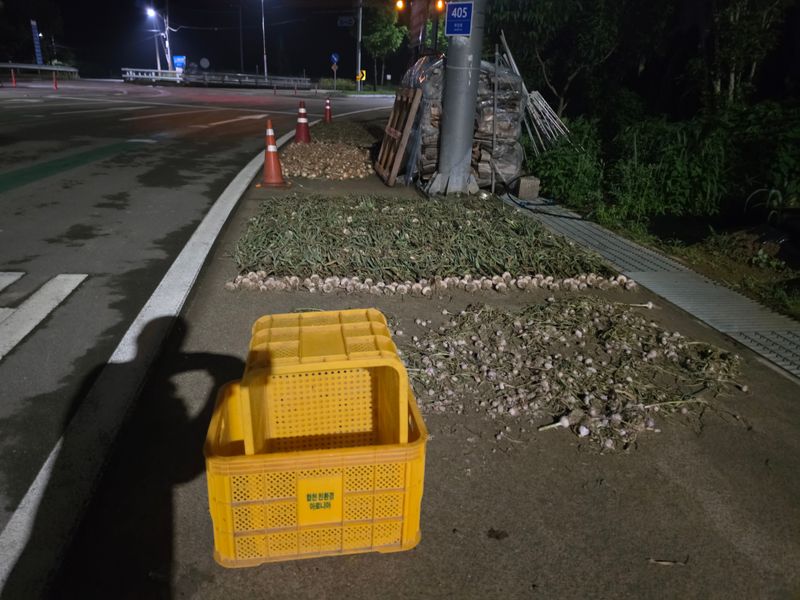 ..님의 장터 판매 상품 [홍산마늘] 첨부 사진