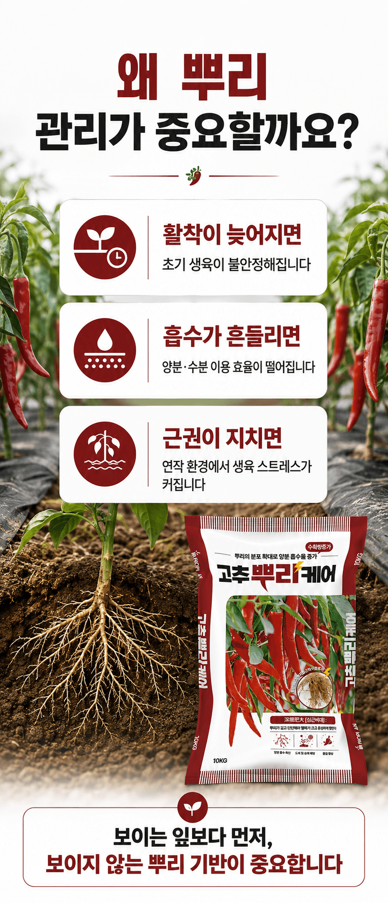 농업마켓365님의 장터 판매 상품 [고추뿌리케어 2KG/10KG 발근강화제 토양개량제 뿌리발근제 활착촉진] 첨부 사진