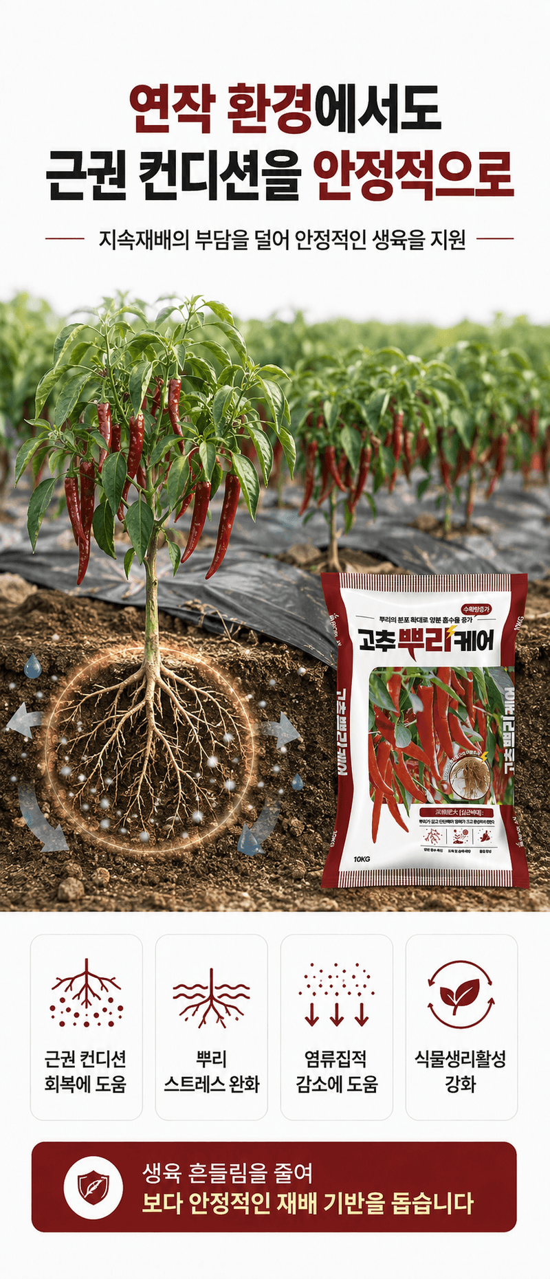 농업마켓365님의 장터 판매 상품 [고추뿌리케어 2KG/10KG 발근강화제 토양개량제 뿌리발근제 활착촉진] 첨부 사진