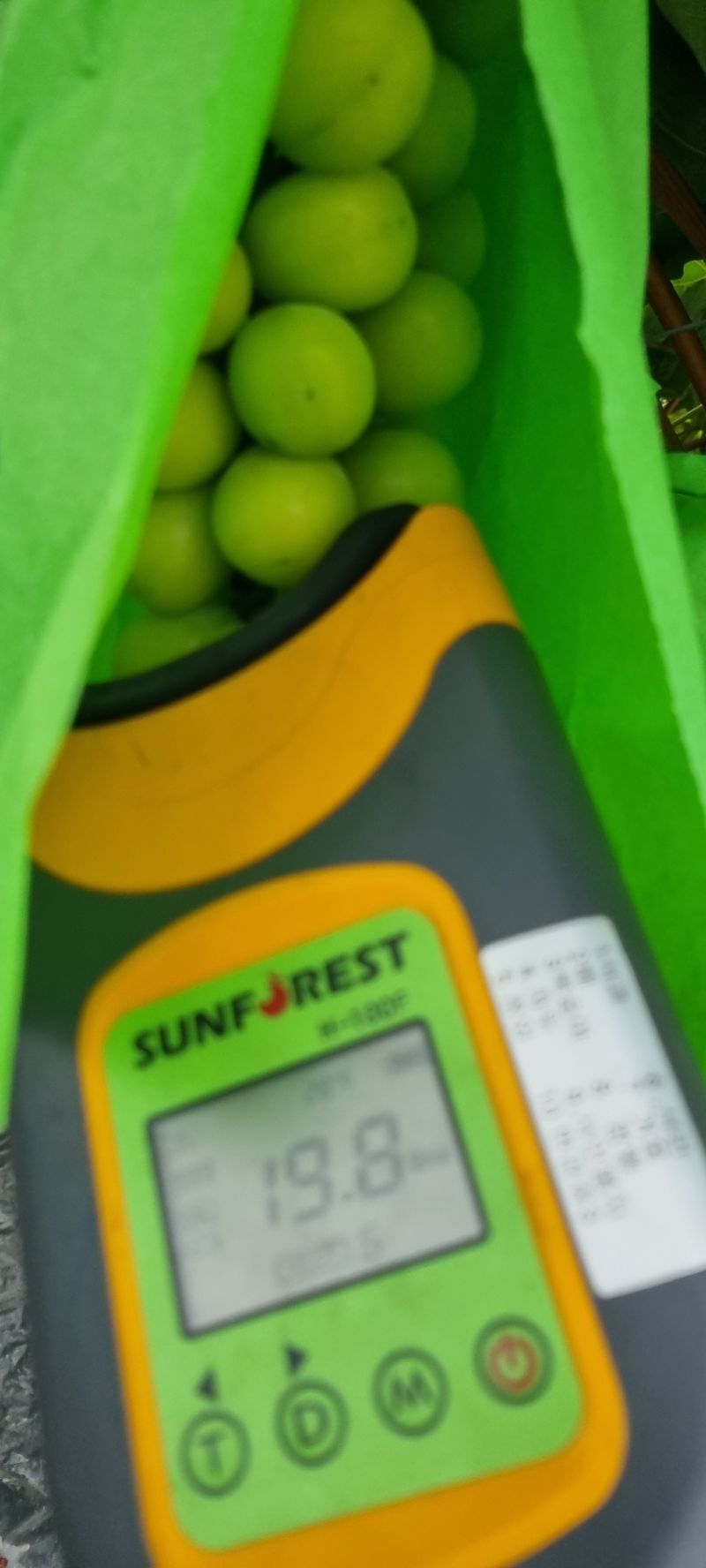 땡초고추님의 장터 판매 상품 [김천 샤인머스켓 2kg (3송이)] 첨부 사진