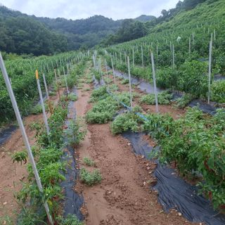 오영도님의 자유주제 · 자유게시판 작성글 사진
