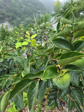 김용대님의 자유주제 · 자유게시판 작성글 사진