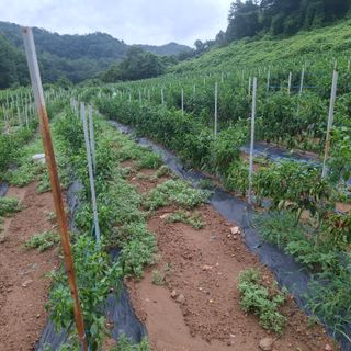 오영도님의 자유주제 · 자유게시판 작성글 사진