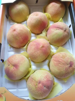 논산푸른팜님의 자유주제 · 자유게시판 작성글 사진