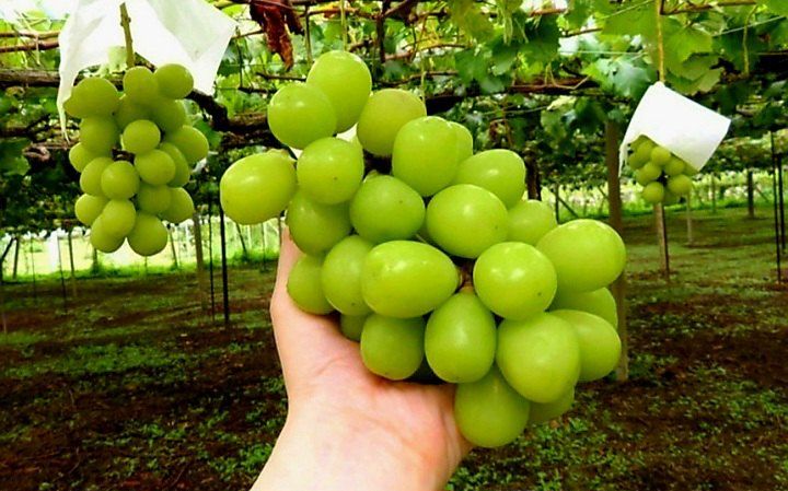 장터 상품 [샤인머스켓 특품 2kg ] 썸네일