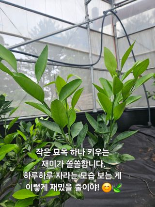 새달귤농장님의 자유주제 · 자유게시판 작성글 사진