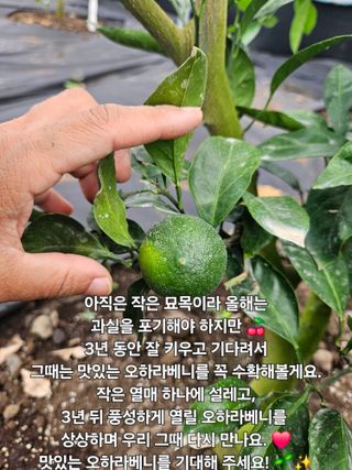 새달귤농장님의 자유주제 · 자유게시판 작성글 사진