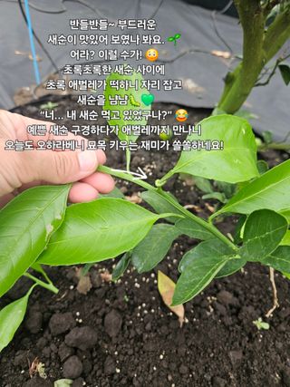 새달귤농장님의 자유주제 · 자유게시판 작성글 사진