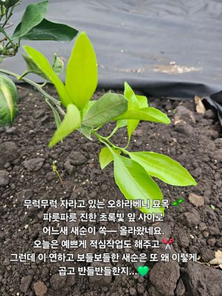 새달귤농장님의 자유주제 · 자유게시판 작성글 사진