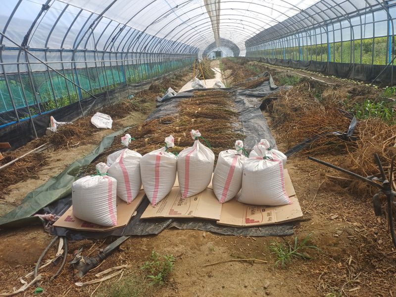 전원수님의 장터 판매 상품 [참깨(가지깨)판매(1되1.2kg)] 첨부 사진