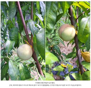 주윤발이님의 자유주제 · 자유게시판 작성글 사진