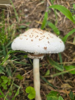 할배맥가이버님의 자유주제 · 자유게시판 작성글 사진