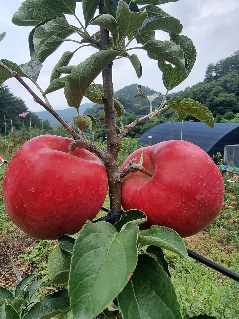 호랑이와인성이님의 장터 판매 상품 [이르니홍로 아리수 5kg] 첨부 사진