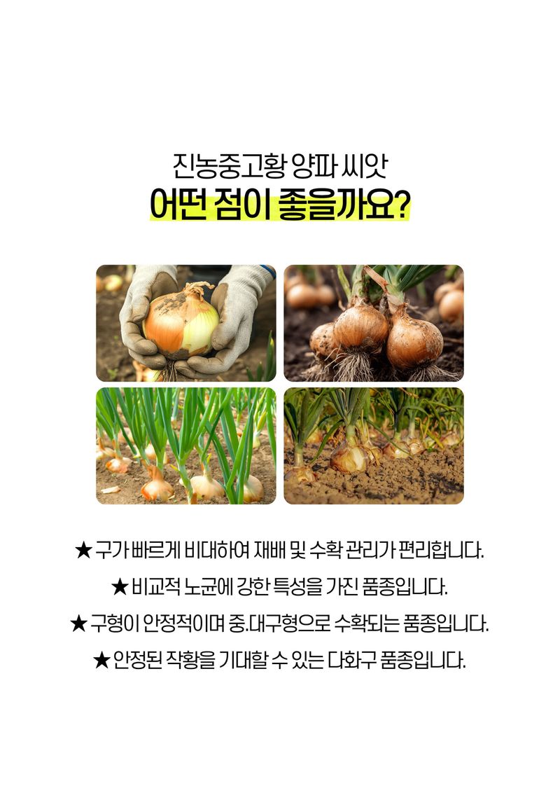 세종농자재센터님의 장터 판매 상품 [진농중고황 양파 씨앗 3,000립 양파 모종 씨앗] 첨부 사진