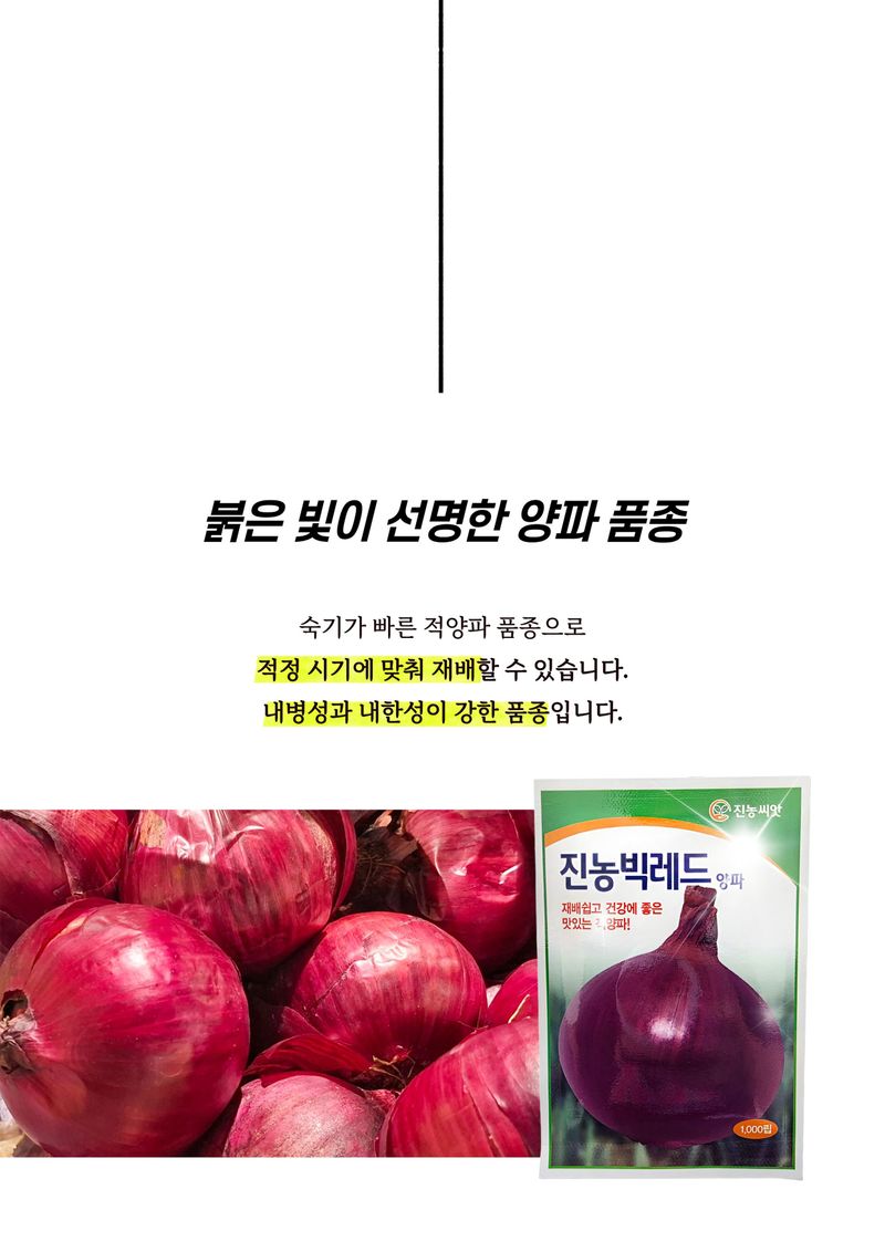 세종농자재센터님의 장터 판매 상품 [진농빅레드양파씨앗 빨간 양파씨앗 ] 첨부 사진