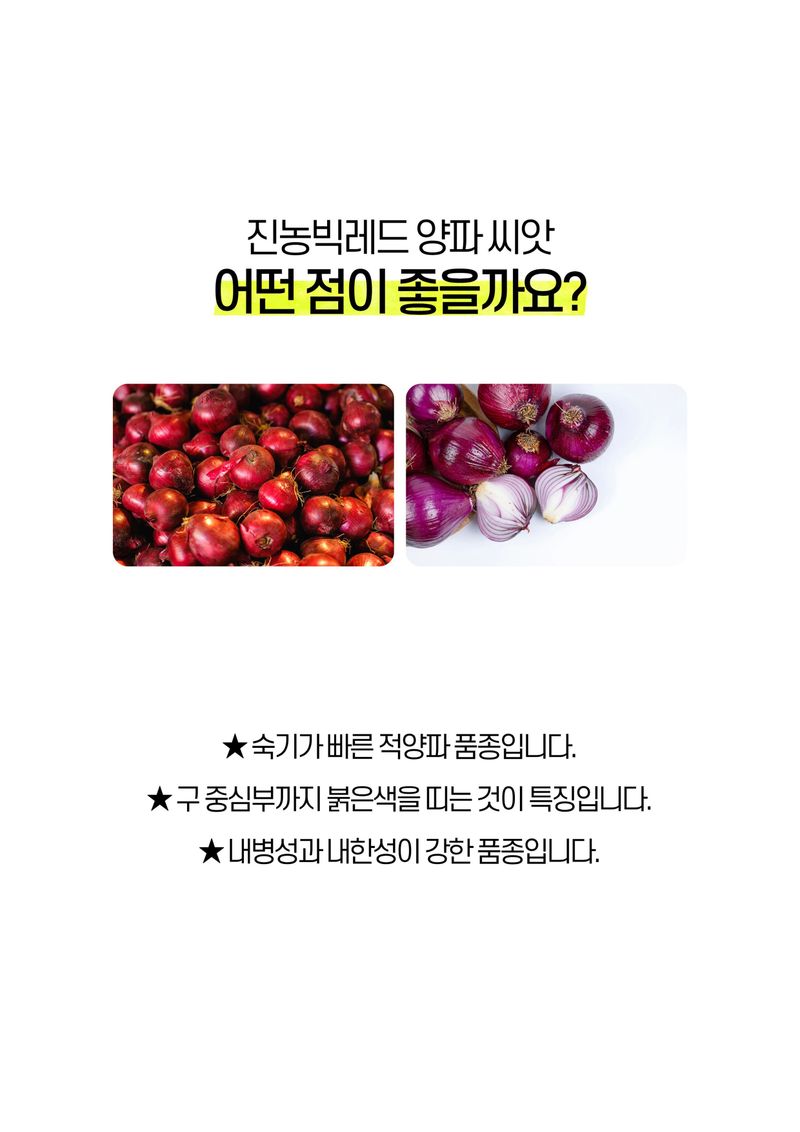 세종농자재센터님의 장터 판매 상품 [진농빅레드양파씨앗 빨간 양파씨앗 ] 첨부 사진