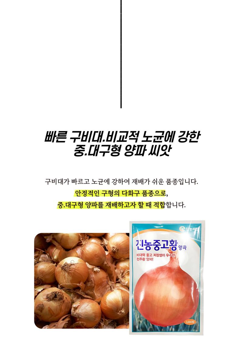 세종농자재센터님의 장터 판매 상품 [진농중고황 양파 씨앗 3,000립 양파 모종 씨앗] 첨부 사진