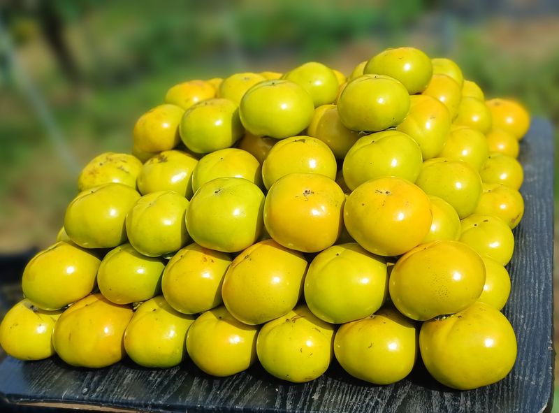 윤인숙님의 장터 판매 상품 [26년도 태추단감 4.5kg] 첨부 사진