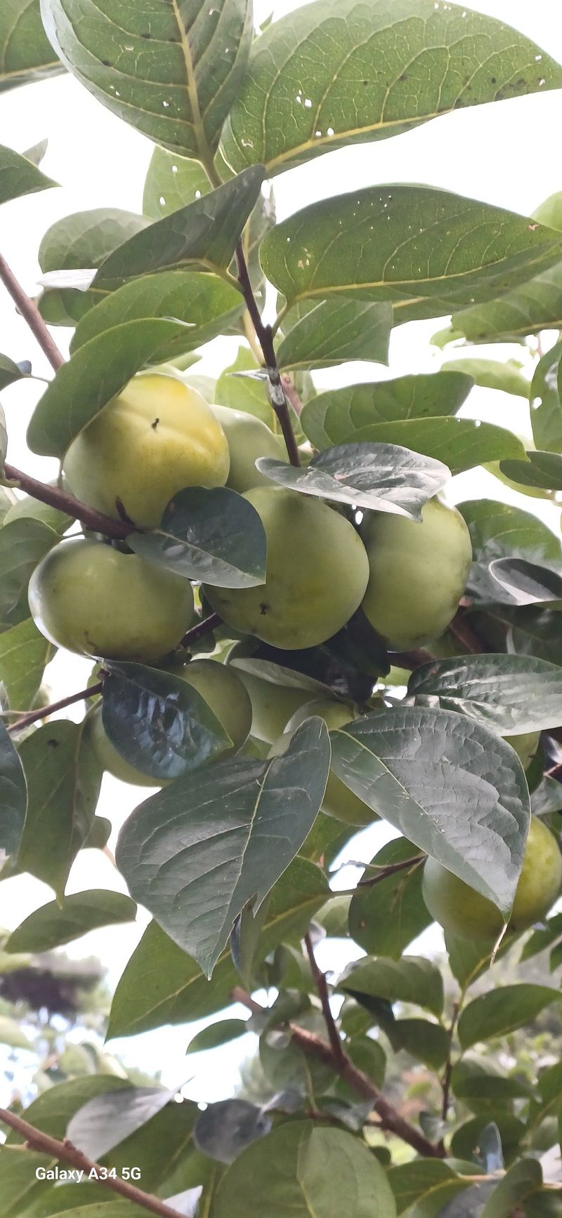 윤인숙님의 장터 판매 상품 [26년도 태추단감 4.5kg] 첨부 사진