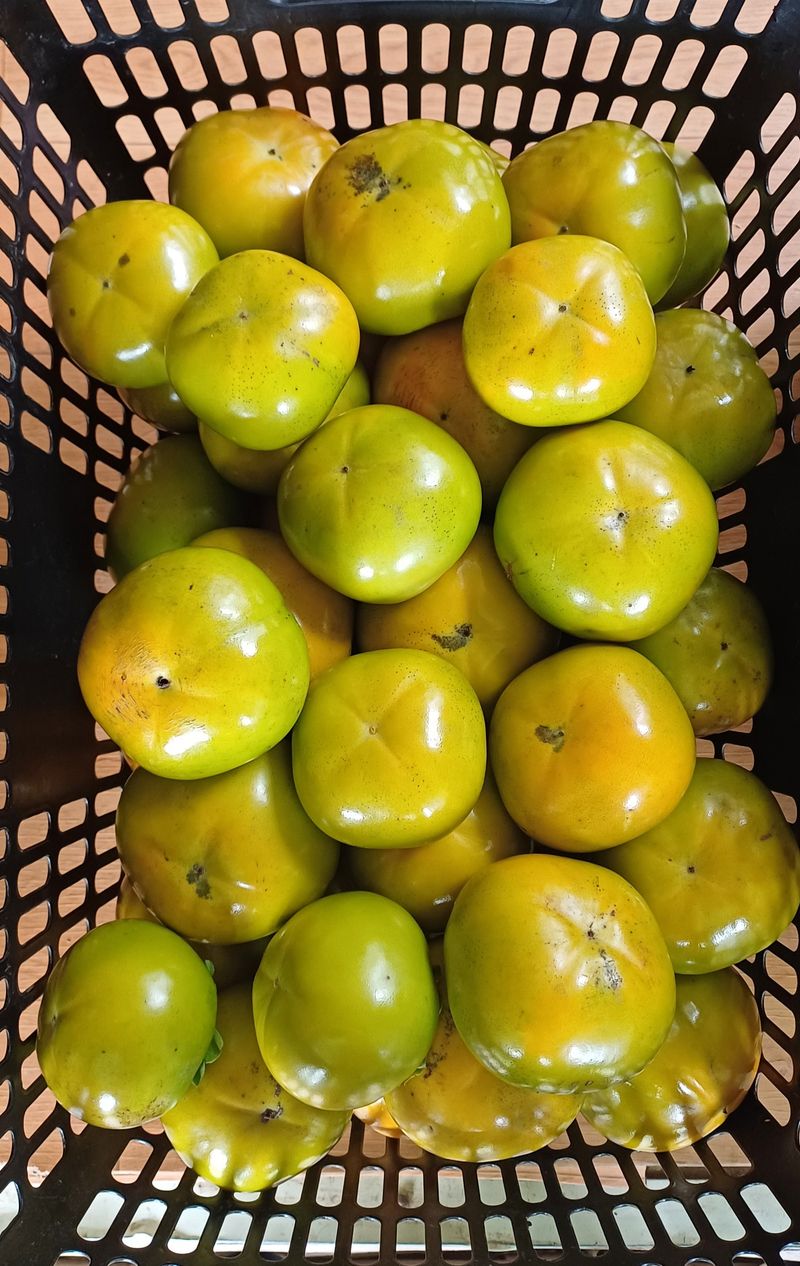 윤인숙님의 장터 판매 상품 [26년도 태추단감 4.5kg] 첨부 사진