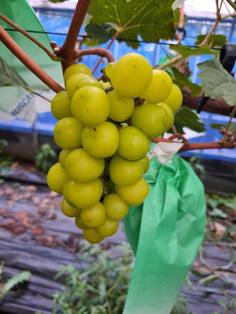 이옥신님의 장터 판매 상품 [샤인머스켓 2kg] 첨부 사진