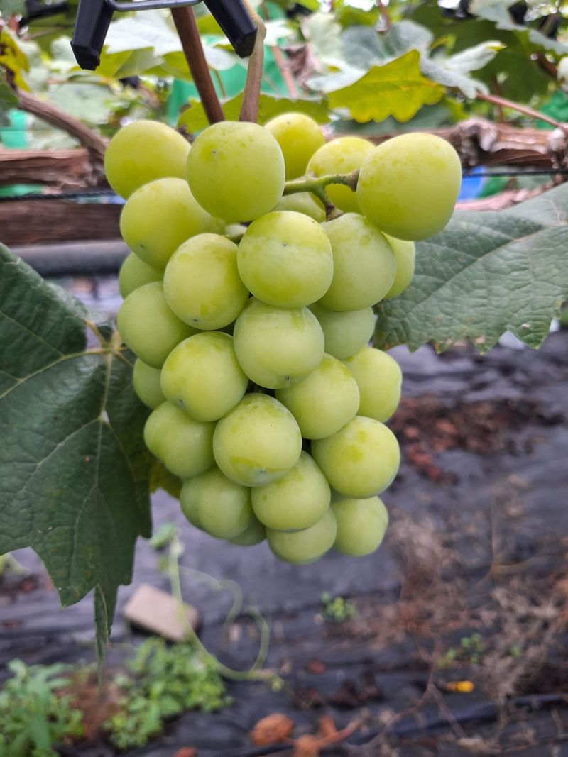 이옥신님의 장터 판매 상품 [샤인머스켓 2kg] 첨부 사진