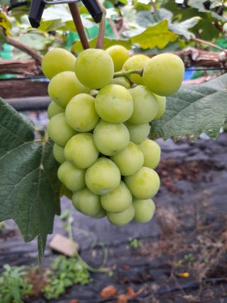 이옥신님의 작성글 사진