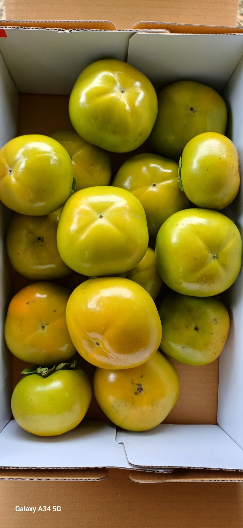 윤인숙님의 장터 판매 상품 [26년도 태추단감 4.5kg] 첨부 사진