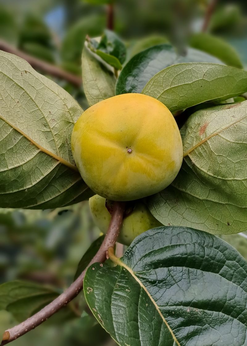 윤인숙님의 장터 판매 상품 [26년도 태추단감 4.5kg] 첨부 사진