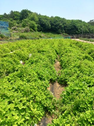 자연그대로님의 자유주제·자유게시판 작성글 사진