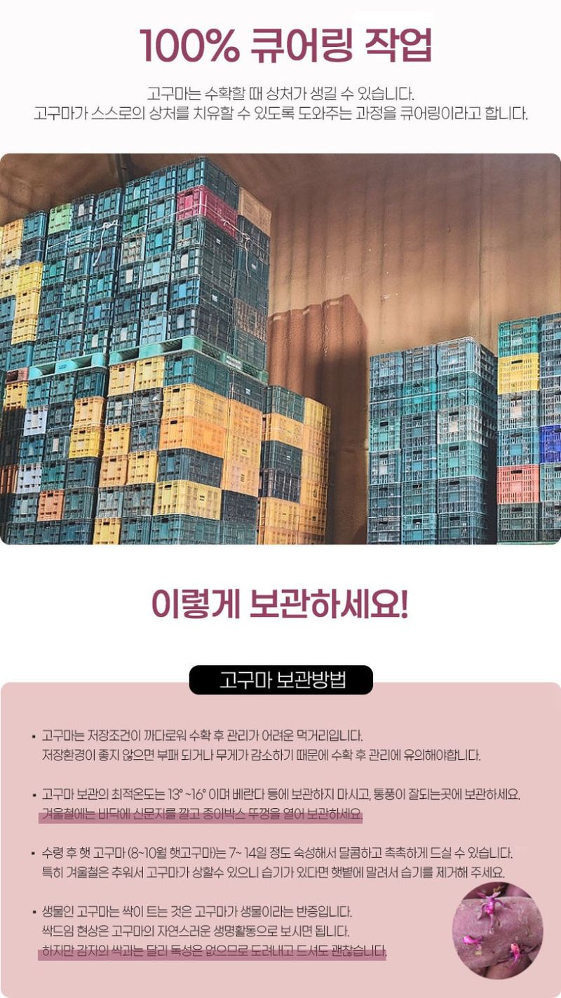 초록미소농장님의 장터 판매 상품 [초록미소 해남 GAP 세척 황토 호풍미 호박고구마 3kg 5kg 10kg] 첨부 사진