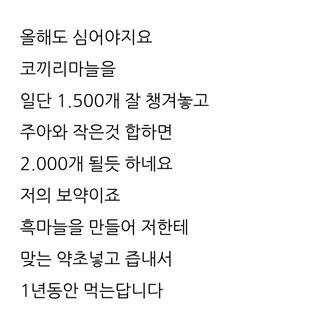 삼성농산님의 마늘 · 파종작업 작성글 사진