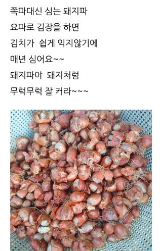 삼성농산님의 자유주제 · 자유게시판 작성글 사진