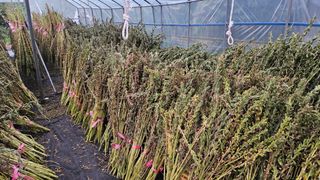 손윤영/수채화농원님의 자유주제 · 자유게시판 작성글 사진