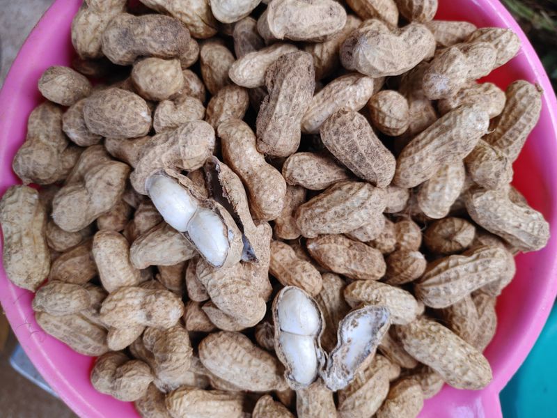 장터 상품 [토종 흰피땅콩1kg(껍질있음)] 썸네일