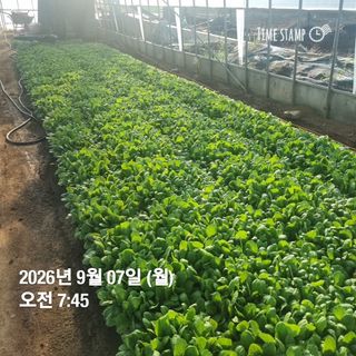 민들레님의 자유주제 · 자유게시판 작성글 사진