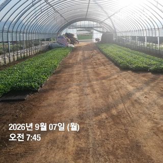 민들레님의 자유주제 · 자유게시판 작성글 사진