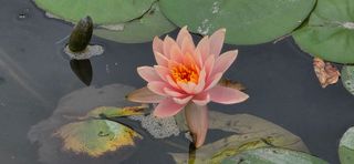 달맛햇복숭아농원님의 자유주제 · 자유게시판 작성글 사진
