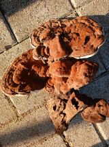 조정분(사랑이엄마)님의 자유주제·자유게시판 작성글 사진