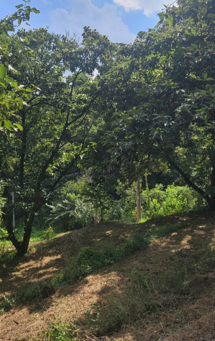 자두14488님의 장터 판매 상품 [공주 알밤 3kg 햇밤] 첨부 사진