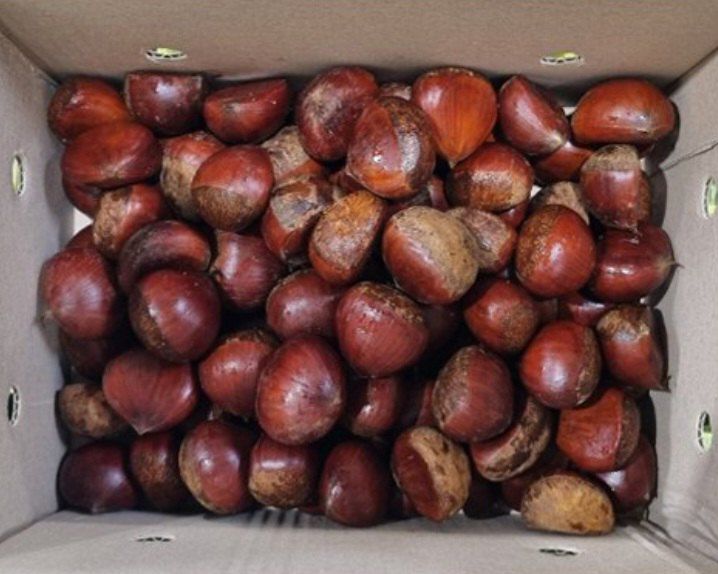 자두14488님의 장터 판매 상품 [공주 알밤 3kg 햇밤] 첨부 사진