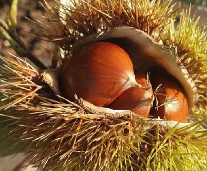 장터 상품 [공주 알밤 3kg 햇밤] 썸네일