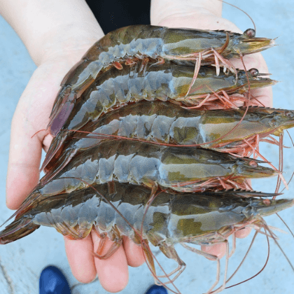 장터 상품 [특가 흰다리새우] 썸네일