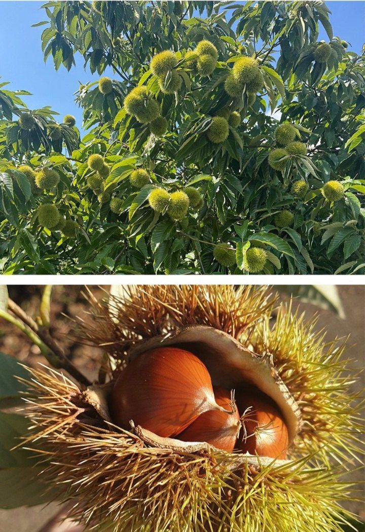 자두14488님의 장터 판매 상품 [공주 알밤 3kg 햇밤] 첨부 사진