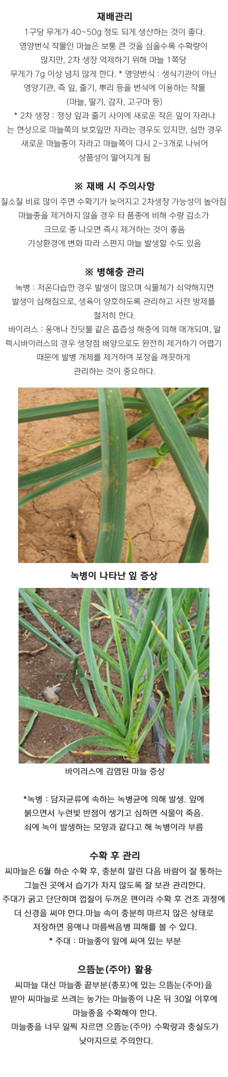 자재스토어님의 장터 판매 상품 [홍산씨마늘 홍산 마늘 종자 난지형 한지형 육쪽 통마늘 씨앗 1kg] 첨부 사진