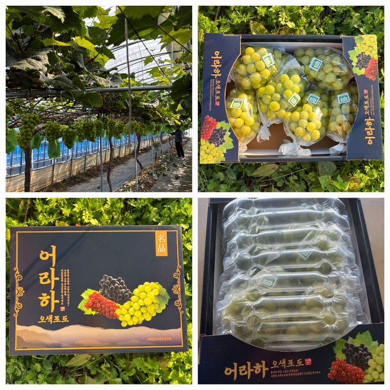 박미옥 님의 장터 판매 상품 [샤인머스켓 4키로] 첨부 사진