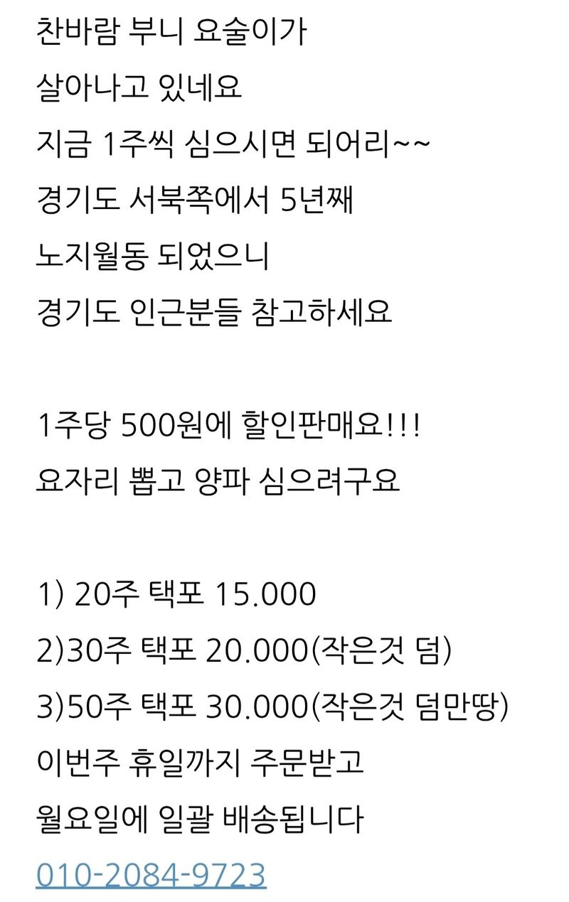 삼성농산님의 장터 판매 상품 [요술대파  50% 할인] 첨부 사진